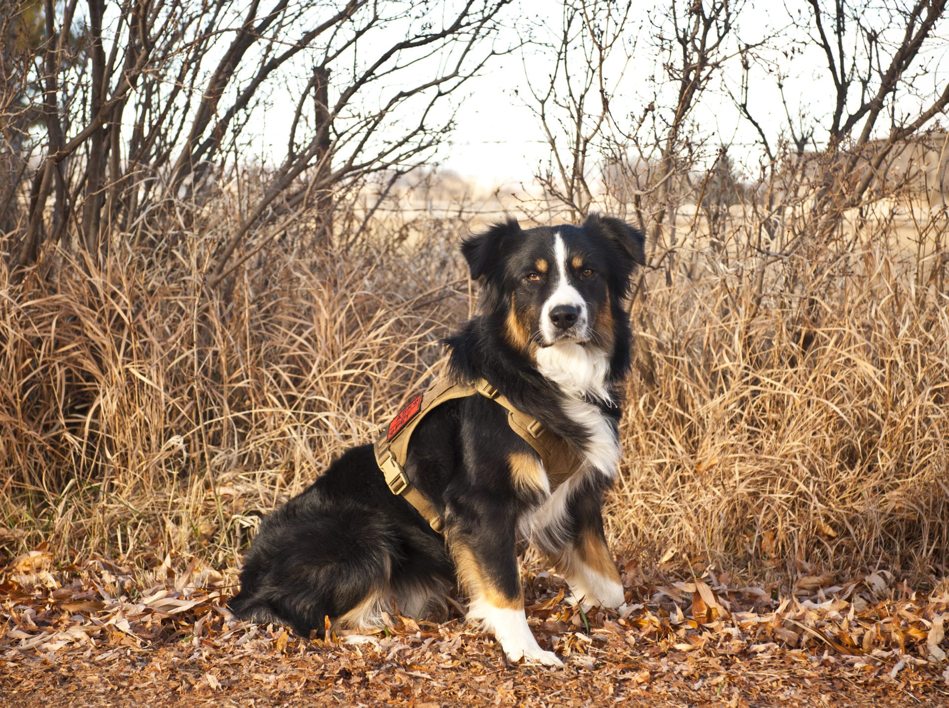 il percorso puppy class. - Dog School Agrigento