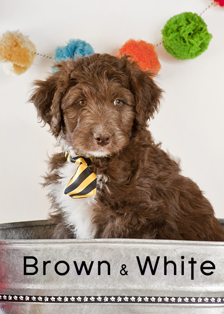 brown and white