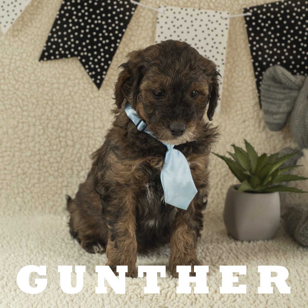 gunther 2_1