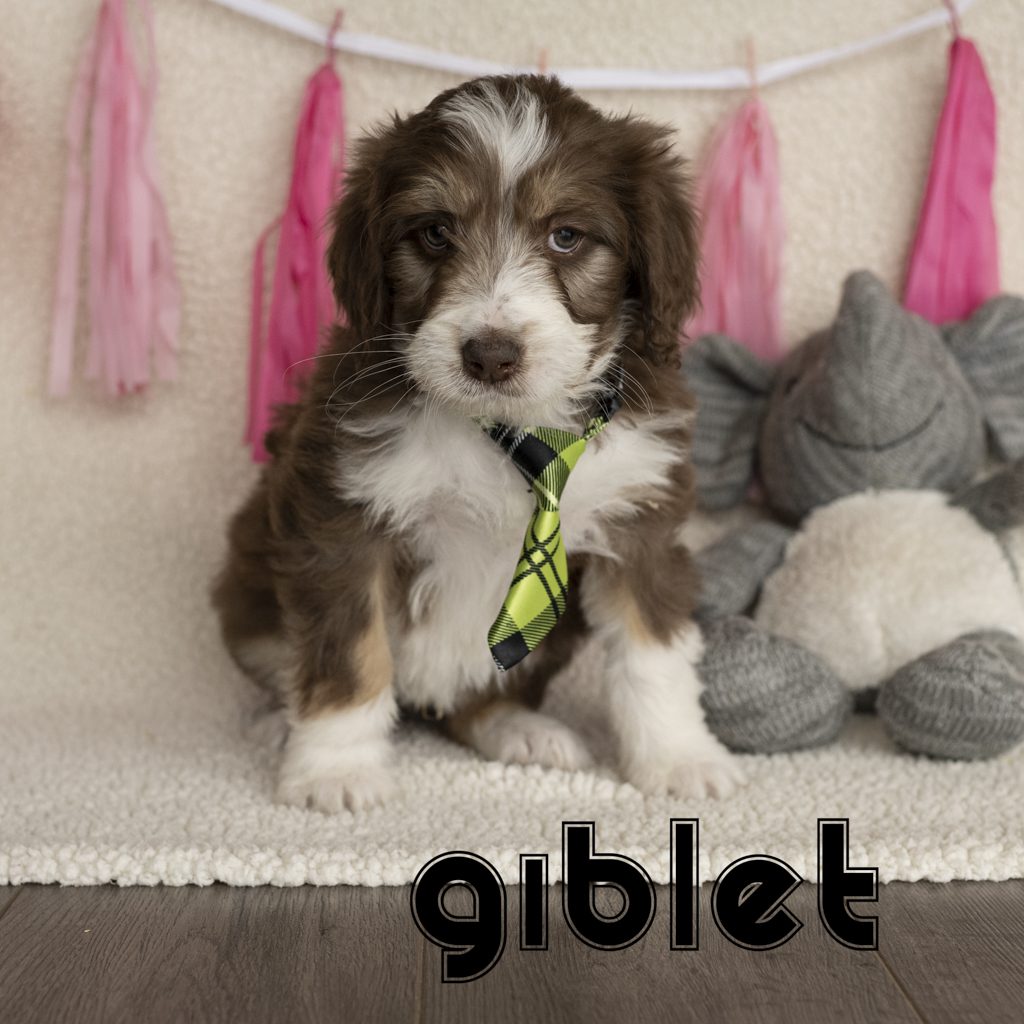 GIBLET