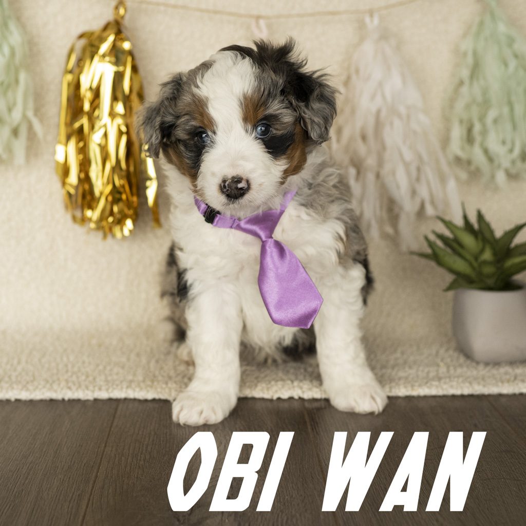 obi wan