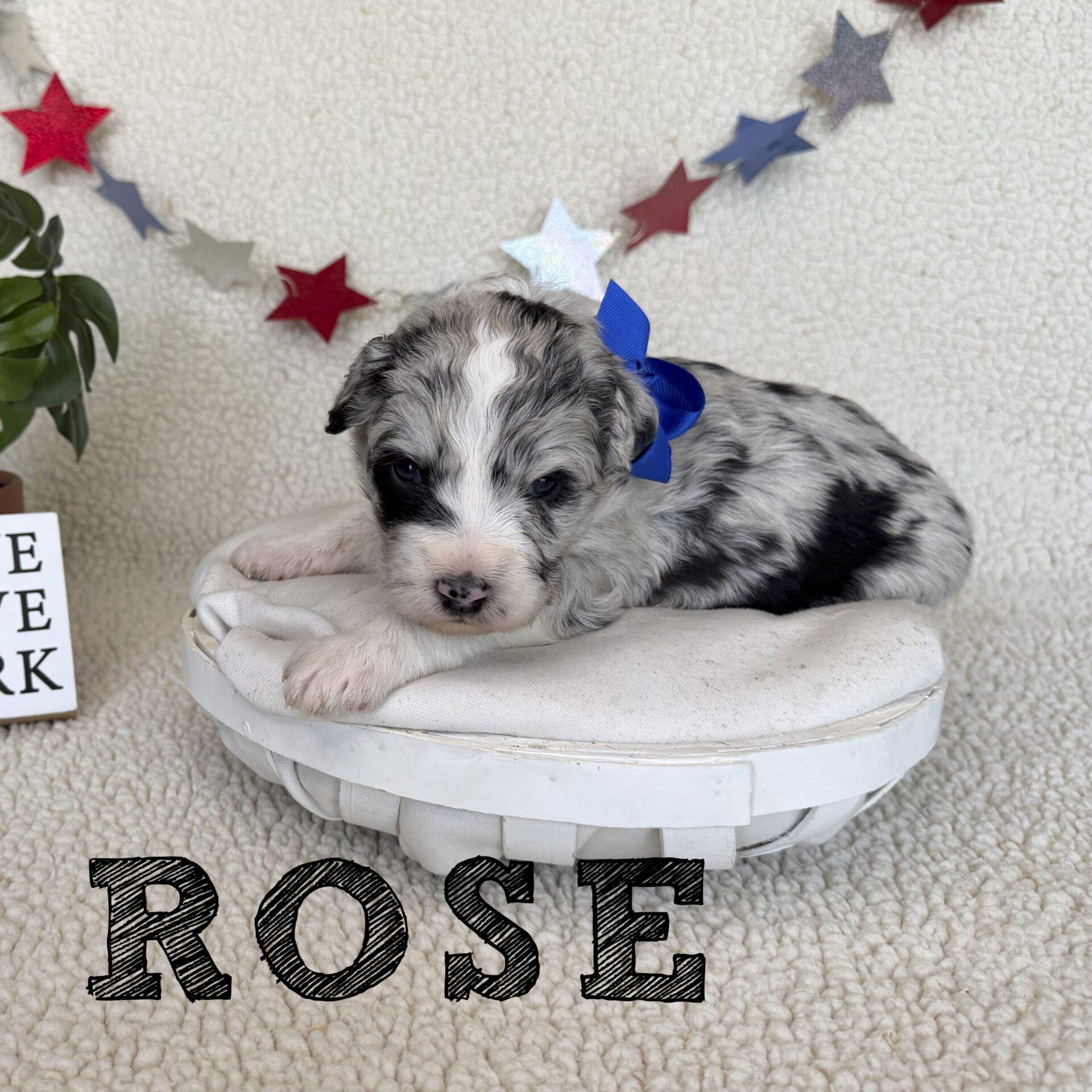 Rose