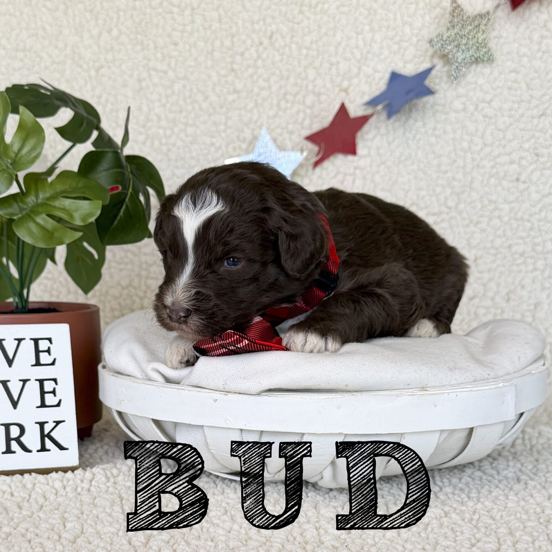 bud