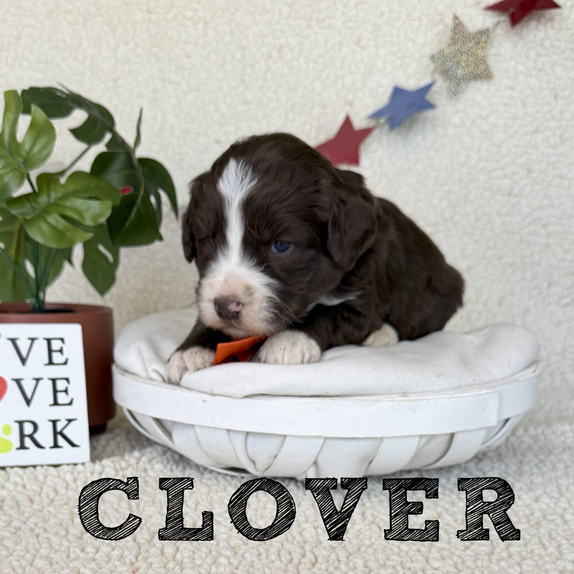 clover