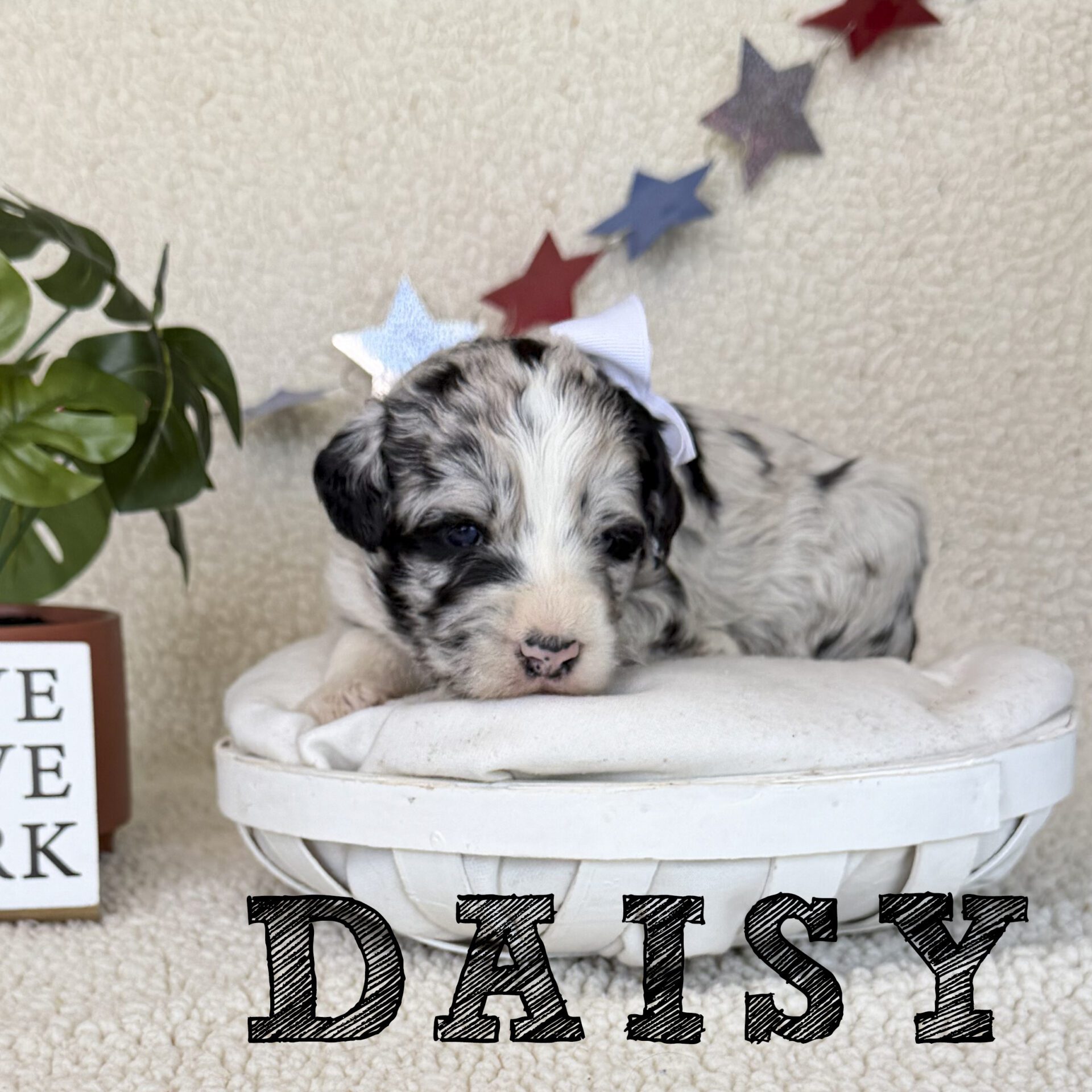 daisy