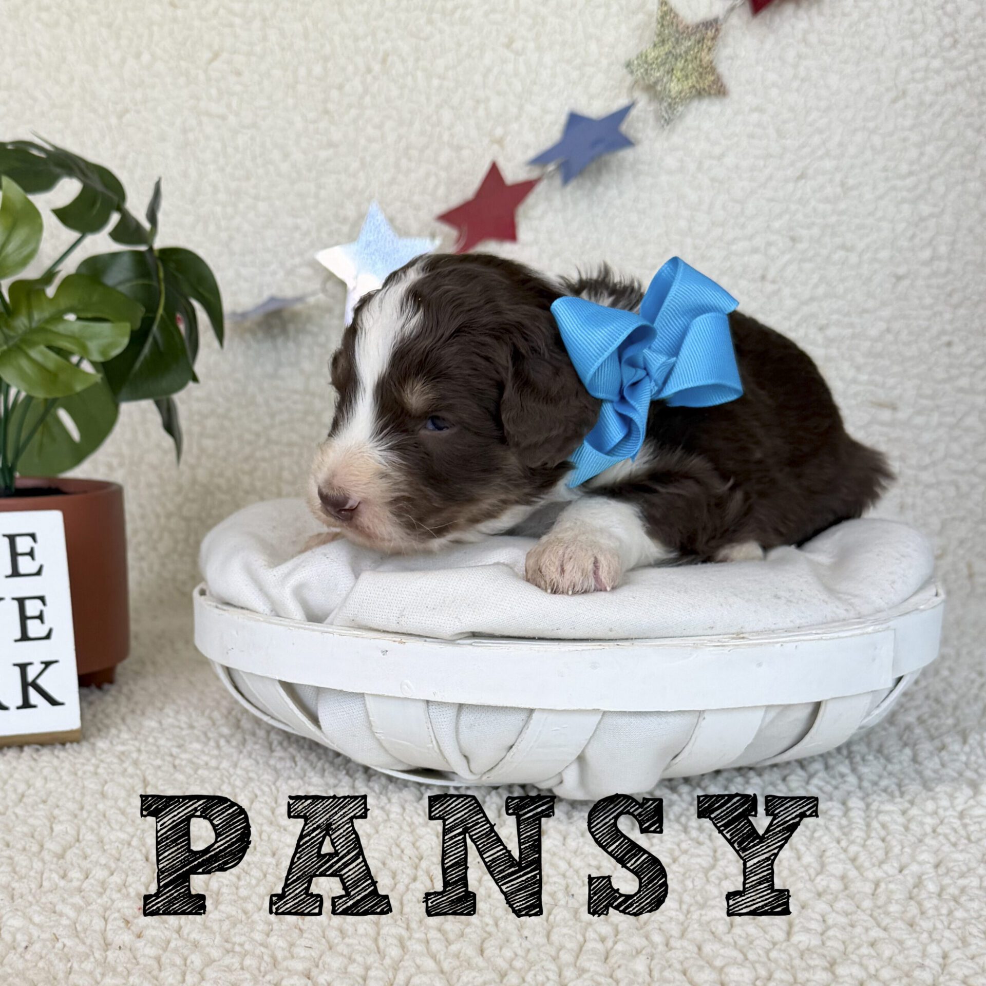 pansy