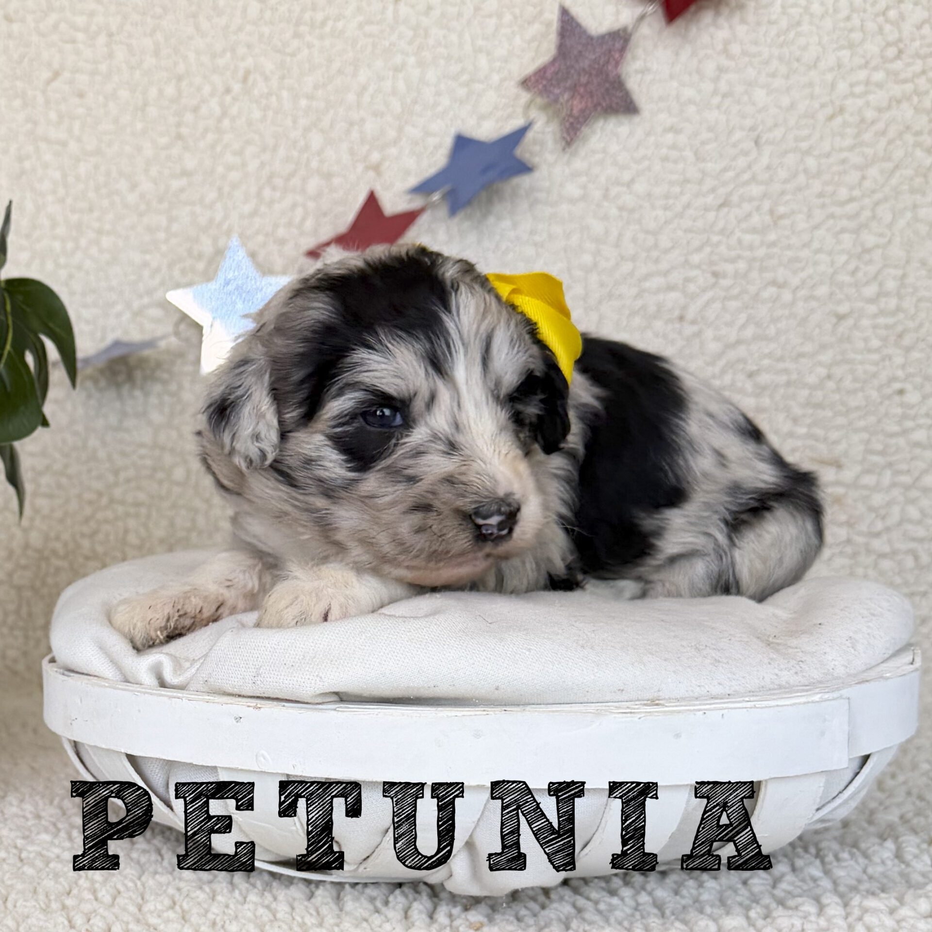petunia