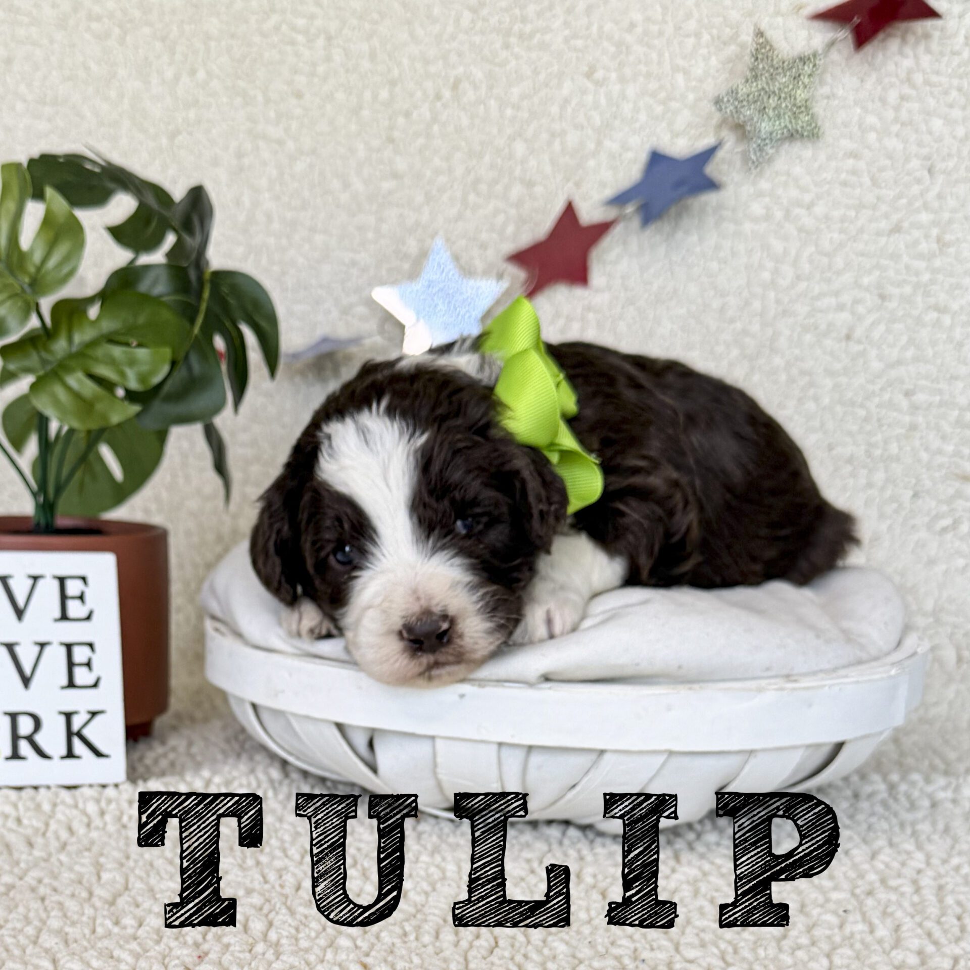 tulip