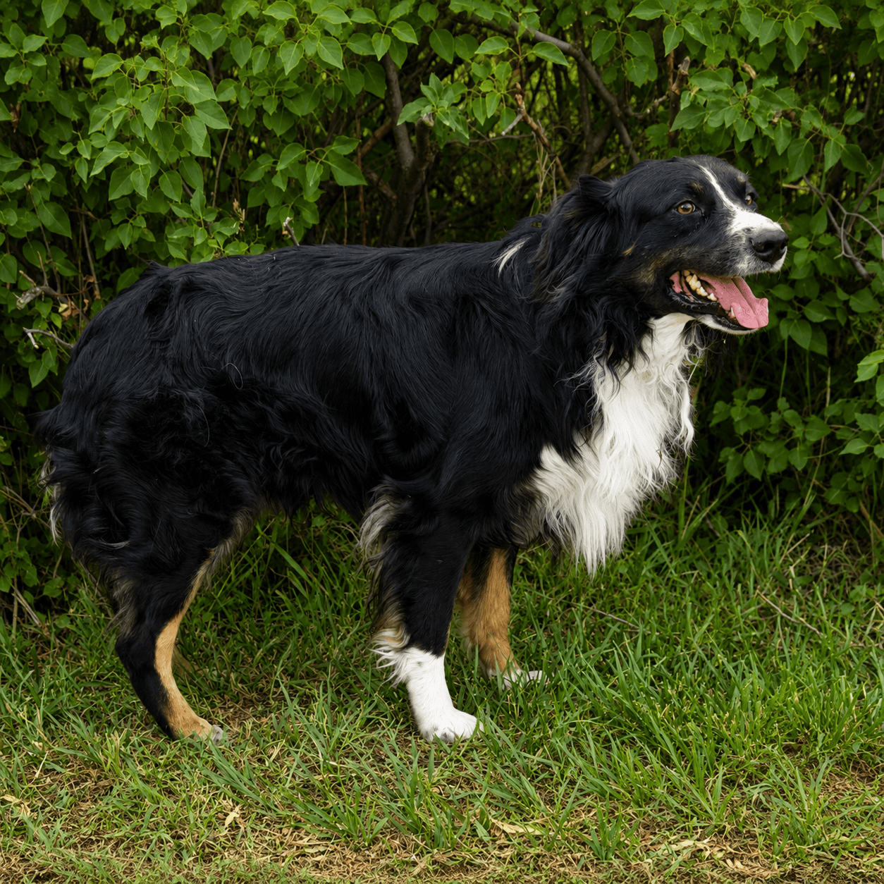 boone3