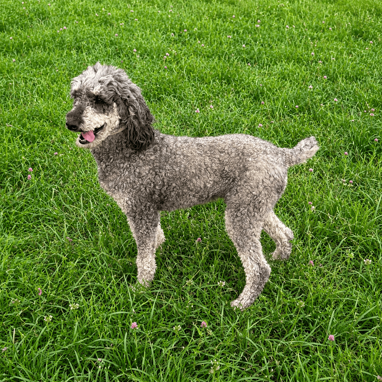 dixie
