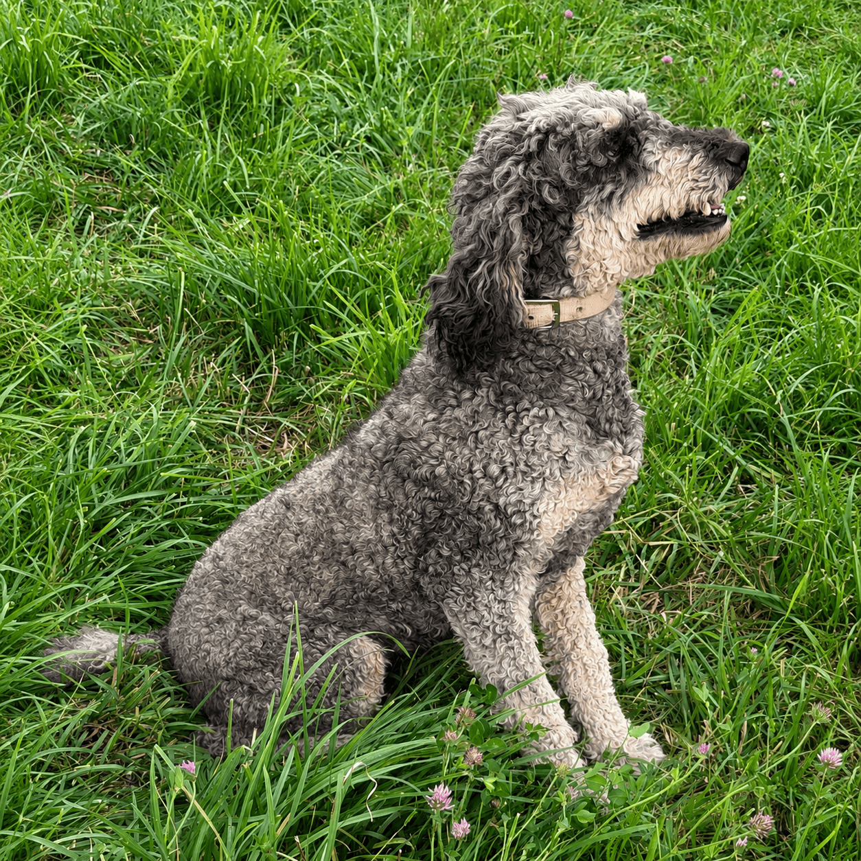 dixie2